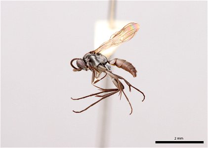 Spider wasp male (Pompilidae, Allaporus rufiventris)