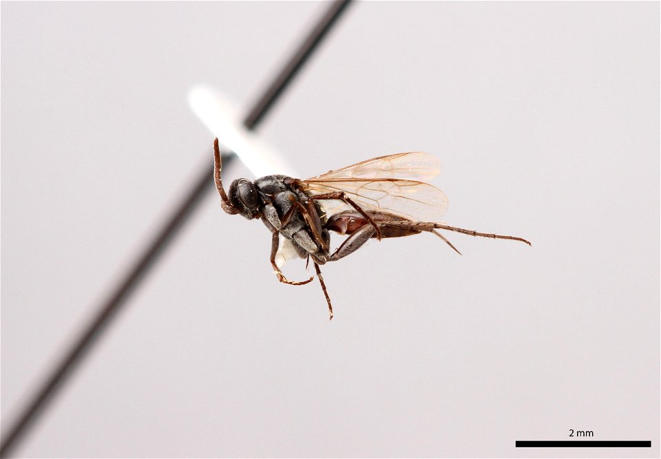 Spider wasp male (Pompilidae, Allaporus smithianus)