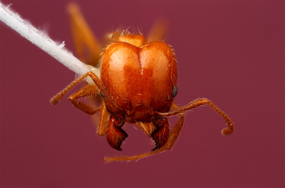 Pheidole dentata major worker (Formicidae, Pheidole dentata)