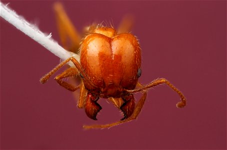 Pheidole dentata major worker (Formicidae, Pheidole dentata)
