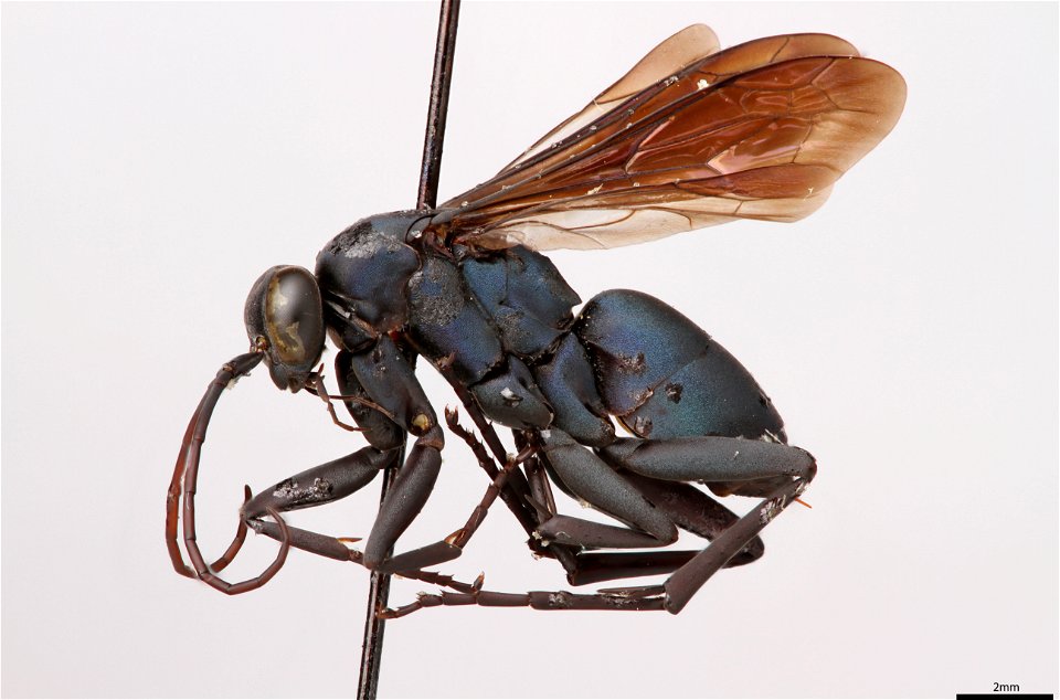 Spider wasp female (Pompilidae, Allochares azureus)