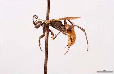 Spider wasp female (Pompilidae, Allaporus rufiventris)