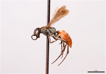 Spider wasp female (Pompilidae, Allaporus smithianus)