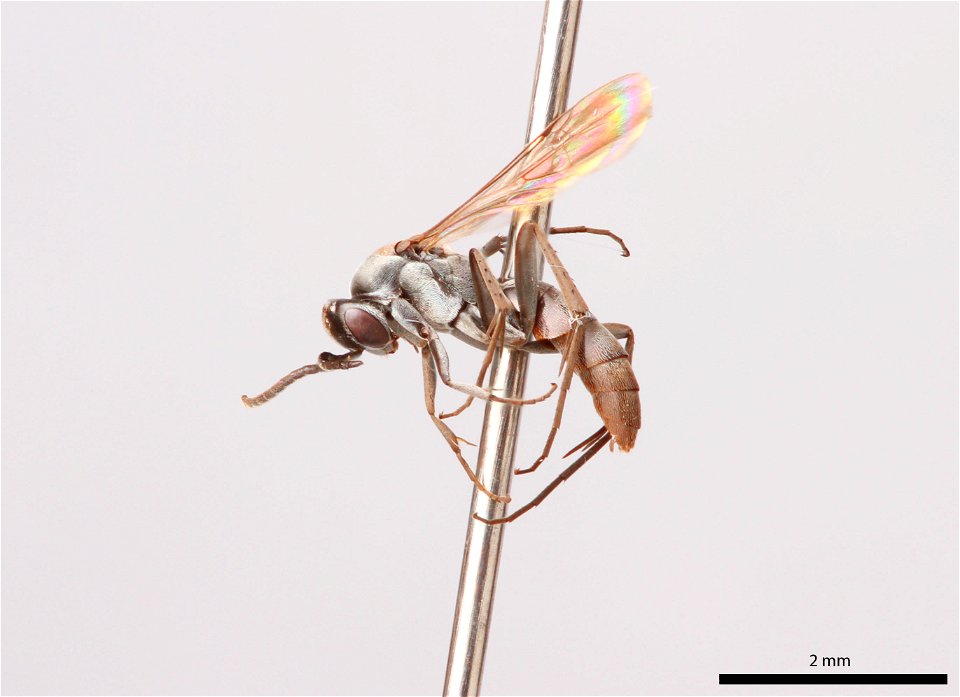 Spider wasp male (Pompilidae, Allaporus pulchella)