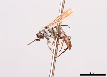 Spider wasp male (Pompilidae, Allaporus pulchella)