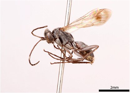 2018-03-14 Agenioideus humilis f finished
