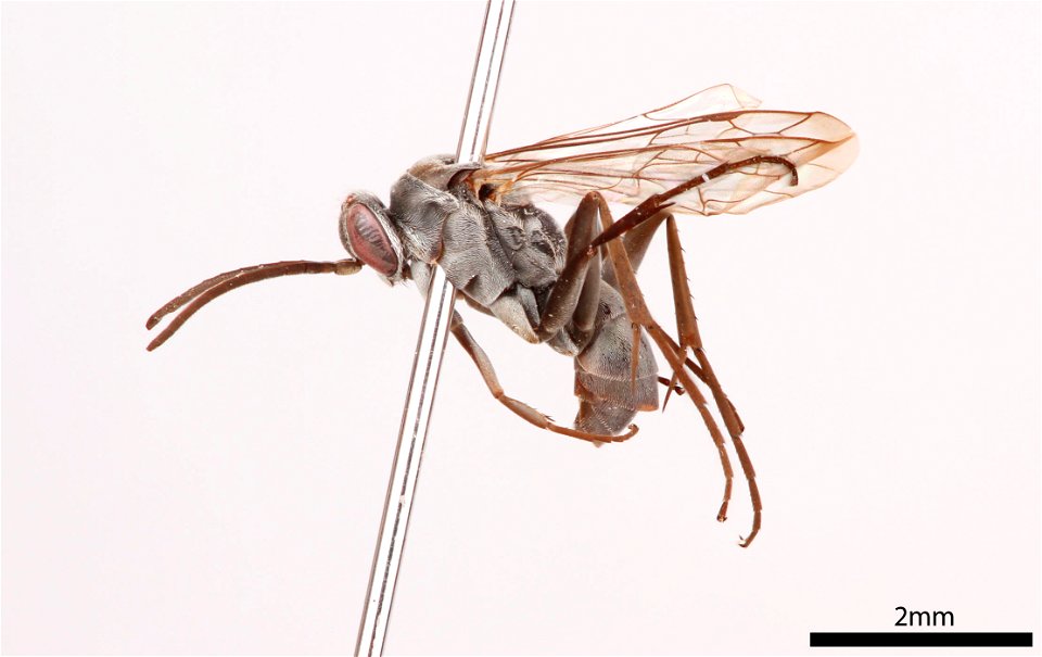 Spider wasp male (Pompilidae, Agenioideus birkmanni)