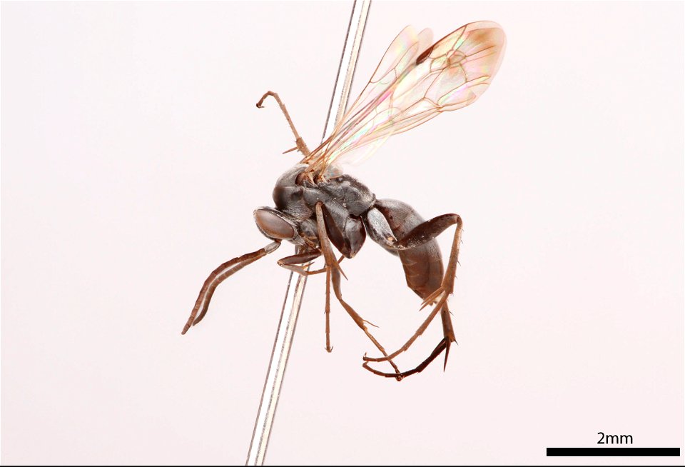Spider wasp male (Pompilidae, Agenioideus humilis)