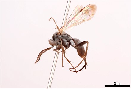 Spider wasp male (Pompilidae, Agenioideus humilis)