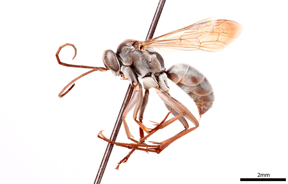 Spider wasp female (Pompilidae, Agenioideus birkmanni)