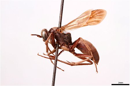 Spider wasp female (Pompilidae, Agenioideus biedermani)