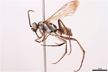 Spider wasp male (Pompilidae, Agenioideus biedermani)