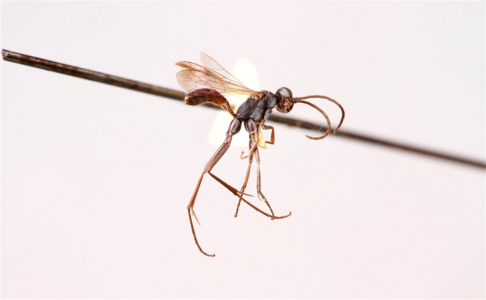 Spider wasp male (Pompilidae, Ageniella utilis)