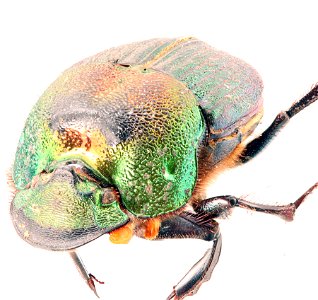 Scarab Beetle (Phanaeus vindex) photo