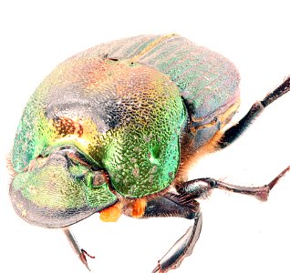 Scarab Beetle (Phanaeus vindex)