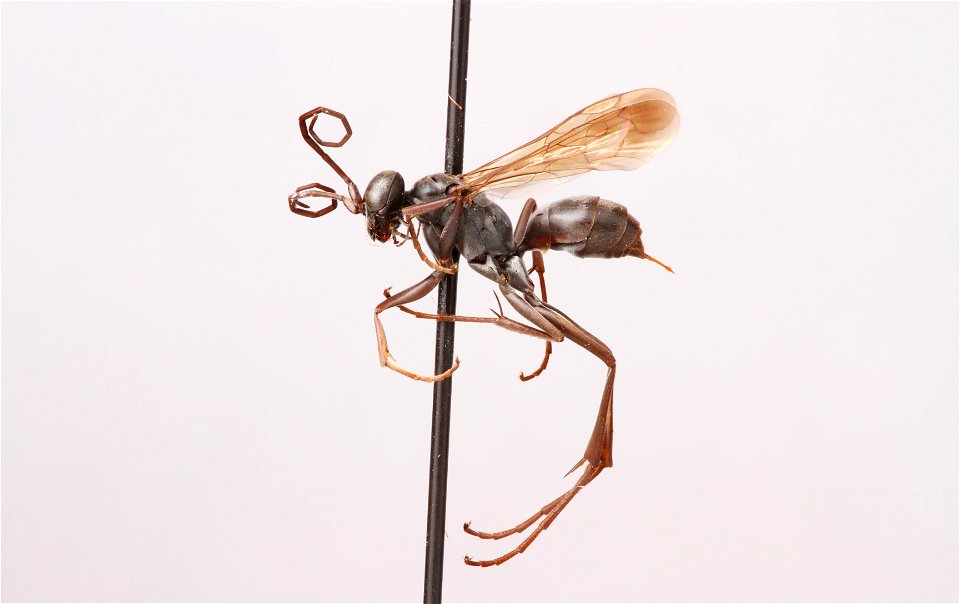 Spider wasp female (Pompilidae, Ageniella utilis)