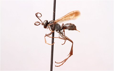 Spider wasp female (Pompilidae, Ageniella utilis)