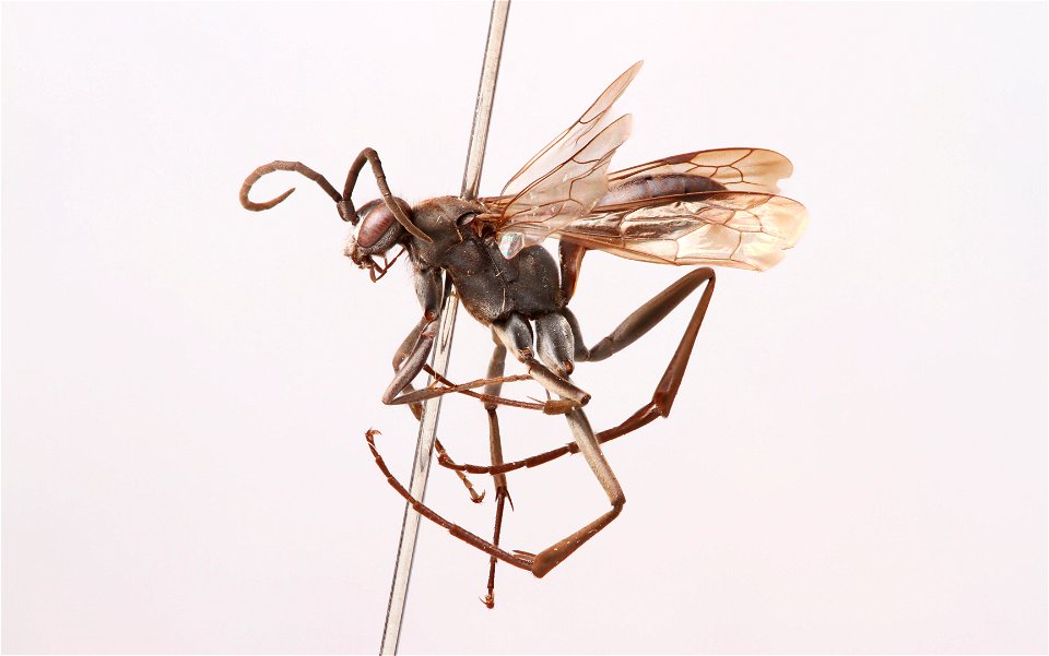 Spider wasp male (Pompilidae, Ageniella submetallica)