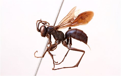 Spider wasp female (Pompilidae, Ageniella submetallica)