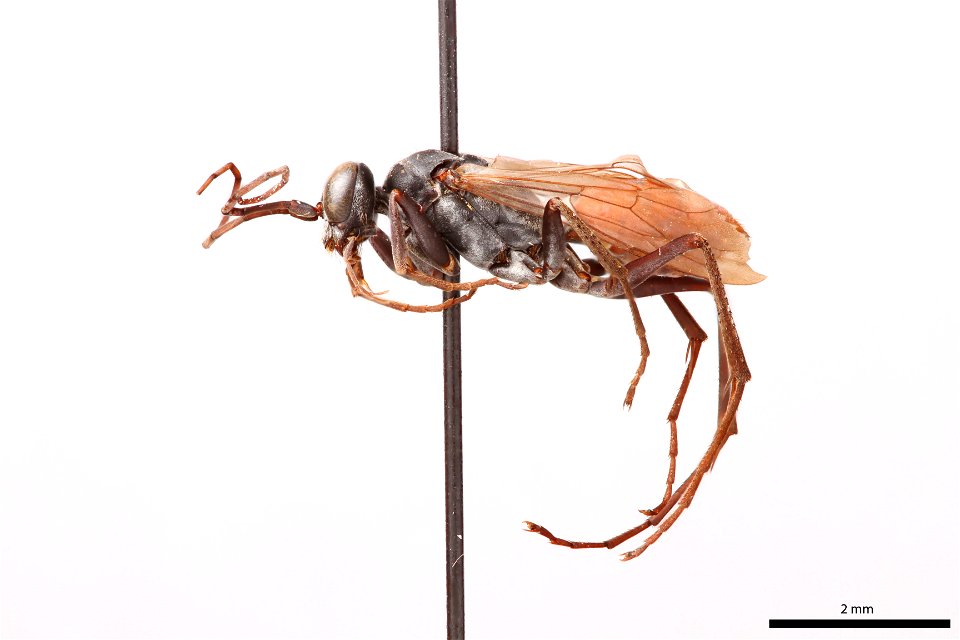Spider wasp female (Pompilidae, Ageniella semicincta)