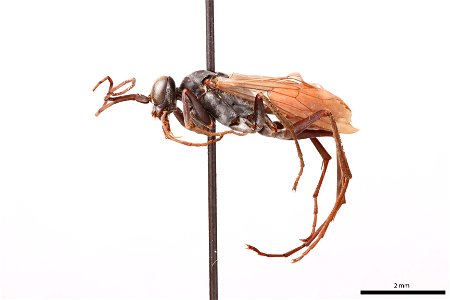 Spider wasp female (Pompilidae, Ageniella semicincta)