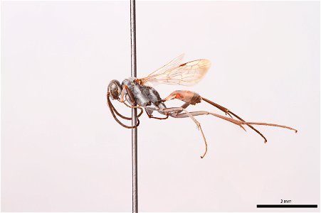 Spider wasp male (Pompilidae, Ageniella semitincta)