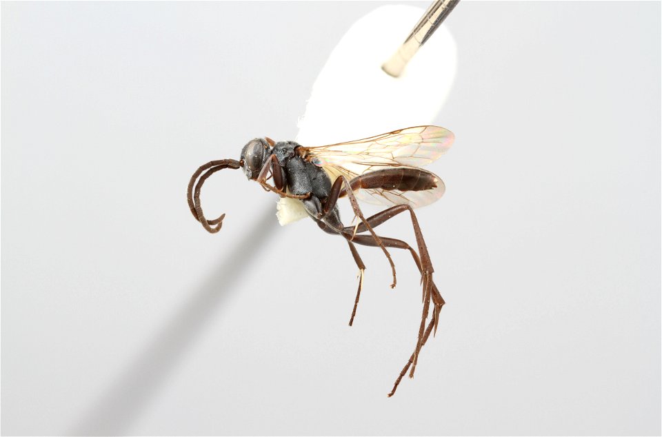 Spider wasp male (Ageniella mintaka)