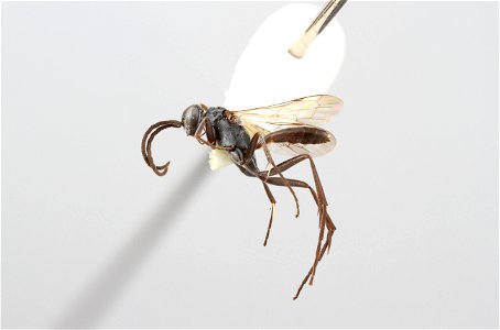Spider wasp male (Ageniella mintaka)