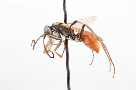 Spider wasp female (Pompilidae, Ageniella longulus)