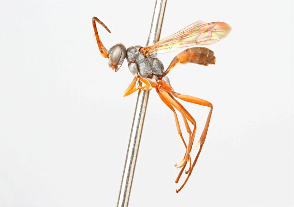 Spider wasp male (Ageniella facetus)