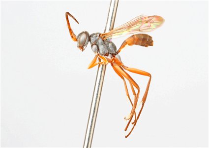 Spider wasp male (Ageniella facetus)