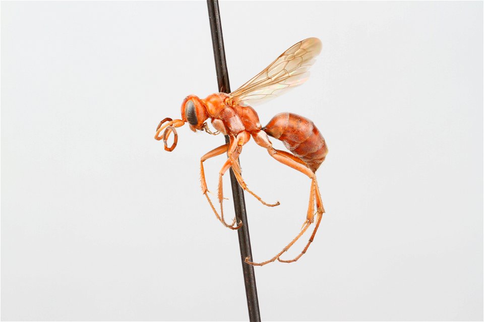 Spider wasp female (Pompilidae, Ageniella rufescens)