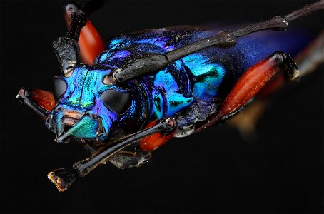 Bumelia borer (Plinthocoelium sauveolens)