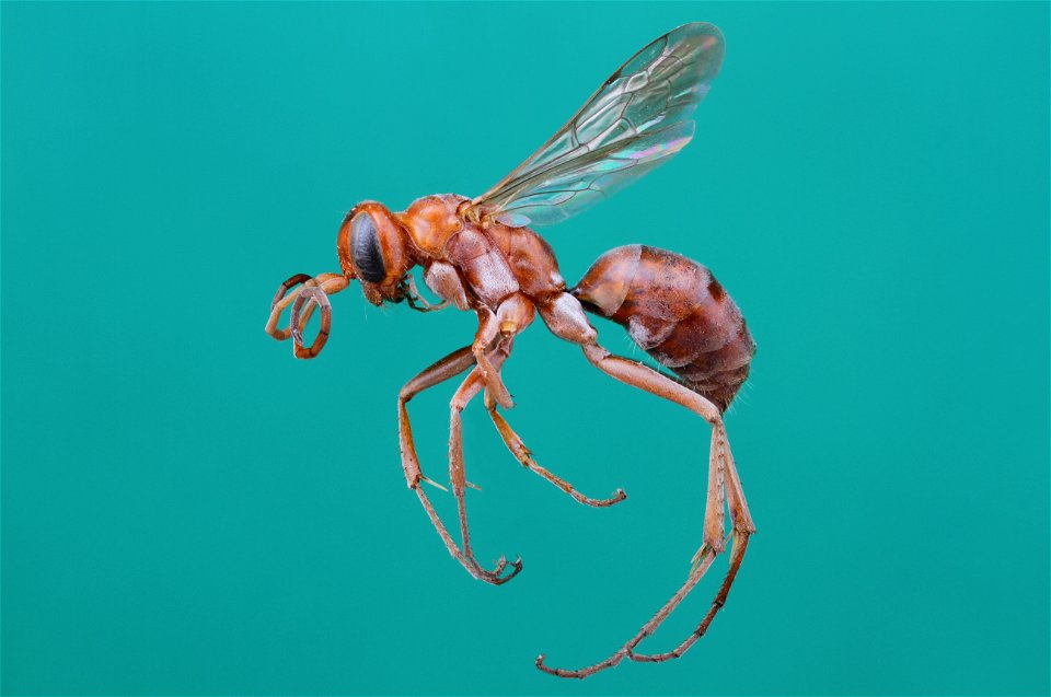 Spider wasp female (Pompilidae, Ageniella rufescens)