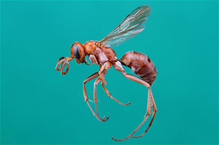 Spider wasp female (Pompilidae, Ageniella rufescens)