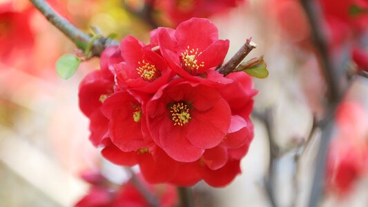 Spring flowers nature beautiful