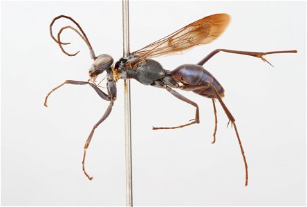 Spider wasp female (Pompilidae, Ageniella euphorbiae)