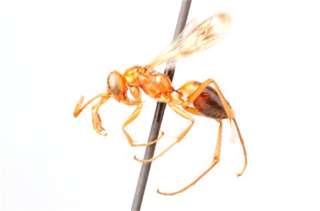 Spider wasp female (Pompilidae, Ageniella facetus ventralis)