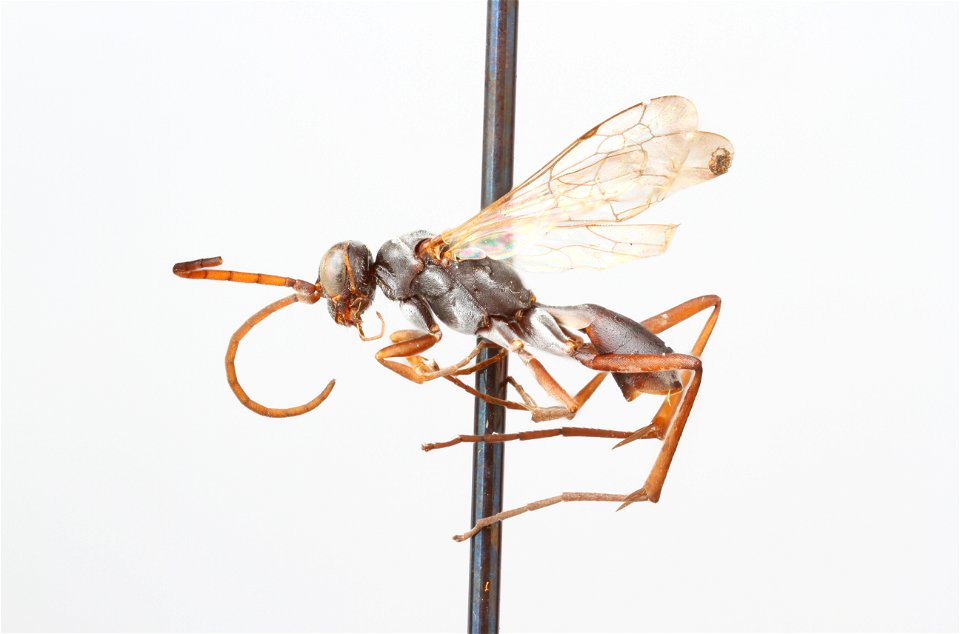 Spider wasp male (Ageniella euphorbiae)