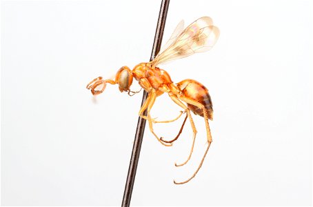 Spider wasp female (Pompilidae, Ageniella facetus facetus)