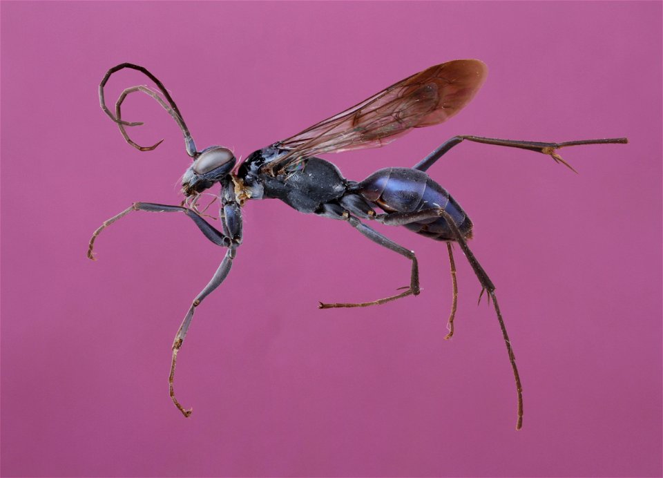Spider wasp female (Pompilidae, Ageniella euphorbiae)