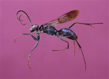 Spider wasp female (Pompilidae, Ageniella euphorbiae)