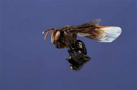 Bee (Apidae)