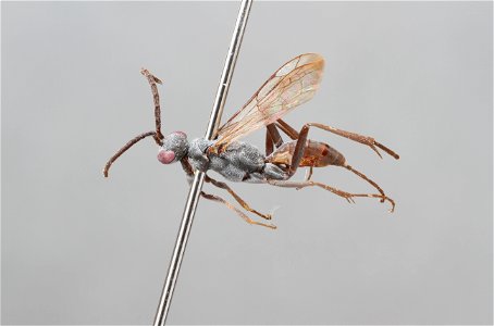 Spider wasp male (Pompilidae, Ageniella cupidus)