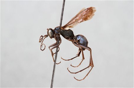 Spider wasp female (Pompilidae, Ageniella cupidus)