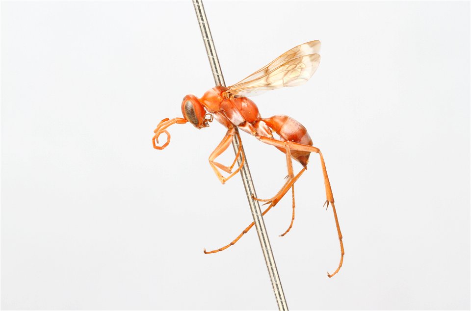 spider wasp female (Pompilidae, Ageniella conflicta)