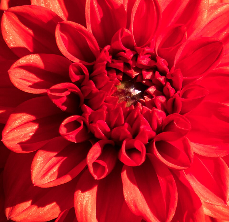 Plant flower ornamental plant