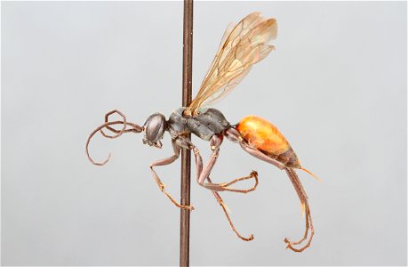 Spider wasp (Pompilidae, Ageniella arcuatus)