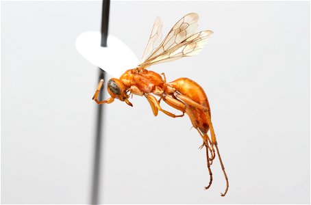 Spider wasp female (Pompilidae, Ageniella arizonica)