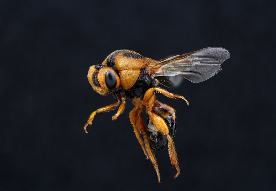 Chalcid wasp (Chalcidoidea)